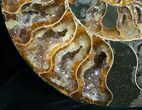 Inch Ammonite (Half) - Agate Preservation #4364-3